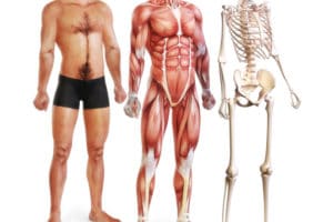 Lire la suite à propos de l’article Programme de formation Anatomie humaine – palpation