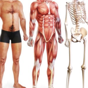 Anatomie avec le corps humain, les muscles et le squelette I Ô Pays des Sens