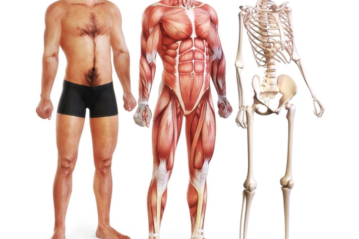 Anatomie avec le corps humain, les muscles et le squelette I Ô Pays des Sens